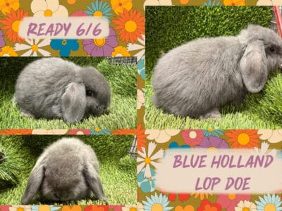 Holland Lop Rabbits