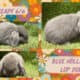 Holland Lop Rabbits