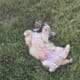 Shih Tzu Poodle Mix Male Puppy
