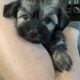 AKC Havanese Gorgeous Female Pups