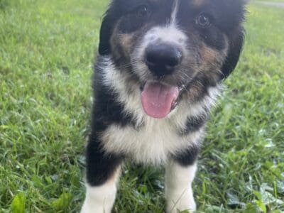 Australian shepherd puppy