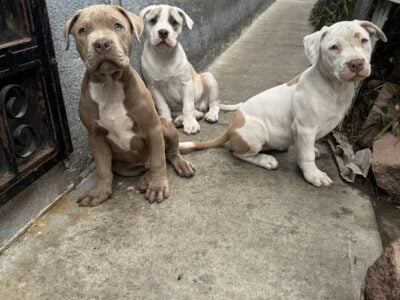 Pitbull puppies