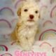 Toy poodles