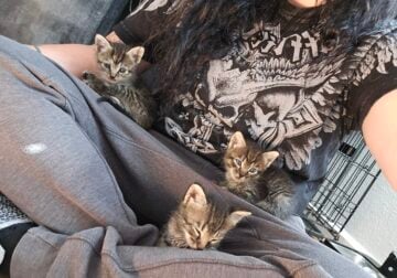 kittens & adult female