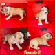 American Staffordshire Terrier Bully UKC/ABR