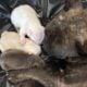 💥 French Bulldog Puppies – 12 Weeks – Vet Checked