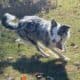 ABCA – Intact Female Border Collie