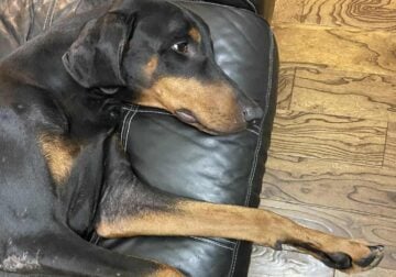 Rehoming Doberman
