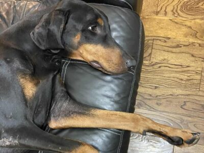 Rehoming Doberman