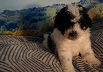 CKC Maltipoo