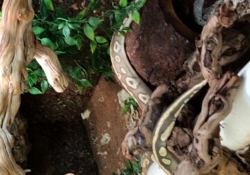 Ball python for sale