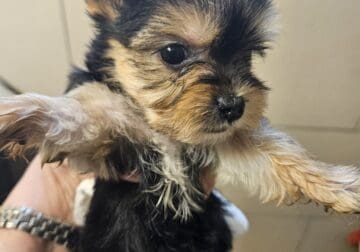 Female yorkie