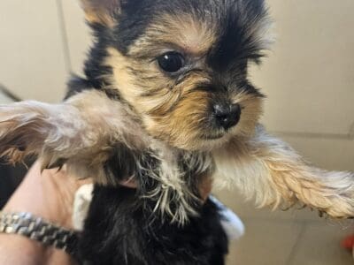Female yorkie