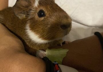 Male Guinea pig (Potato)