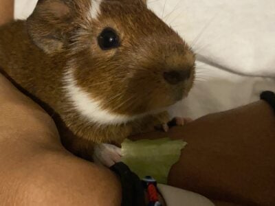 Male Guinea pig (Potato)