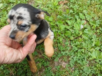 Miniature Pinscher/Chihuahua Puppies