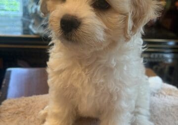 Cavachon