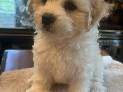 Cavachon