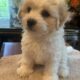 Cavachon