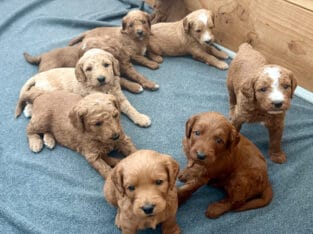 F1bb Golden Doodle Puppies