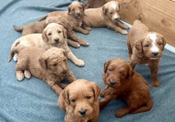 F1bb Golden Doodle Puppies