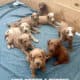 F1bb Golden Doodle Puppies
