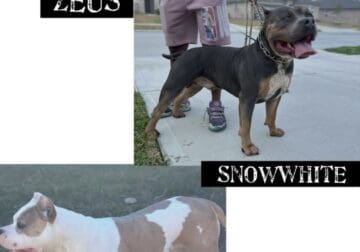 American XL bully pups