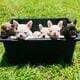 💥 French Bulldog Puppies – 12 Weeks – Vet Checked