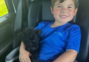 Scottish Terrier puppies