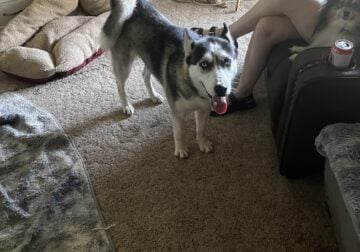 8 month old pure bred Huskie