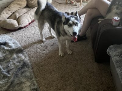 8 month old pure bred Huskie