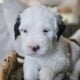 Saint Berdoodle Puppies