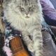 Maine Coon Polydactyl Orange Tabby Male