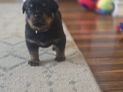 AKC Rottweiler Puppies!!!
