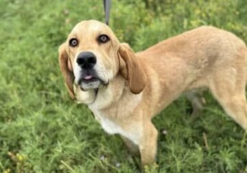 Sweetest farm/fam pup **FREE TO GOOD HOME!!