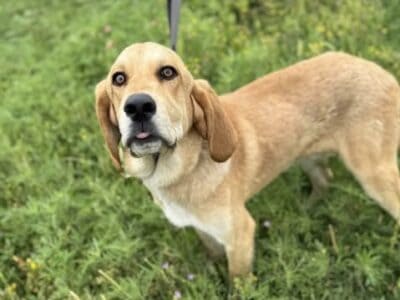 Sweetest farm/fam pup **FREE TO GOOD HOME!!