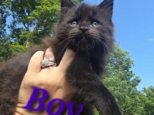 European Maine Coon kittens. Parents were imported