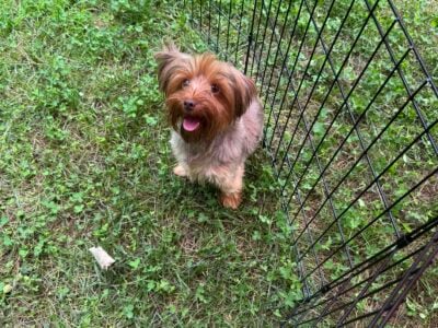 Two year old chocolate yorkie female