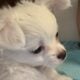 4 month puppie