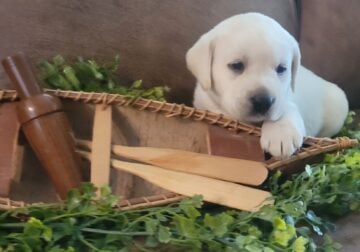 AKC English Labrador Retriever