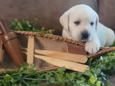 AKC English Labrador Retriever