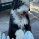 Old English Sheepdog