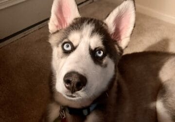 1-year-old Husky needs Immediate Home