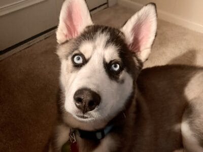 1-year-old Husky needs Immediate Home