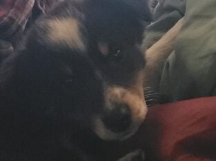 AUSTRALIAN SHEPHERD PUP