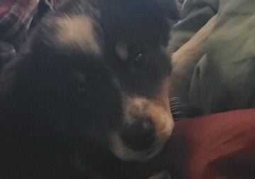 AUSTRALIAN SHEPHERD PUP
