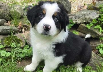 Aussie puppy