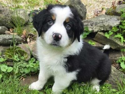 Aussie puppy