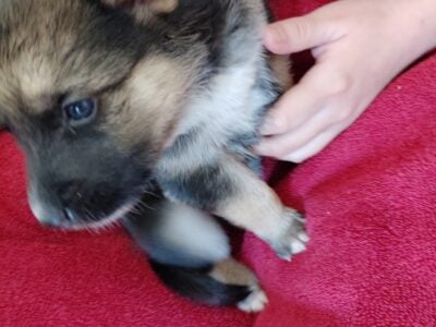 Giberian Shepsky Litter 3 avail boys and girl