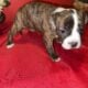 American Staffordshire Terrier Bully UKC/ABR